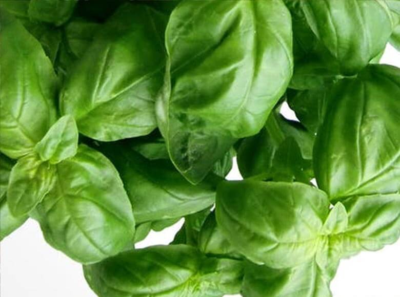 home_vegetables_company12 home_vegetables_company12