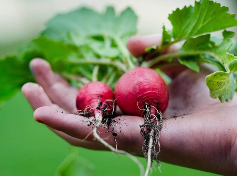 home_vegetables_company8 home_vegetables_company8